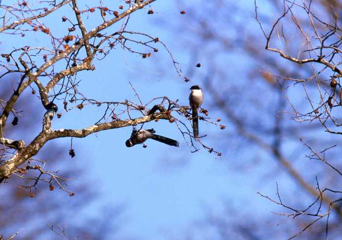 青空を背景に細い枝に数羽のオナガがとまる写真