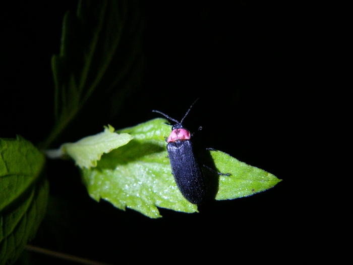 暗闇の中、緑の葉の上にとまる赤い胸と黒い体のホタルの接写写真
