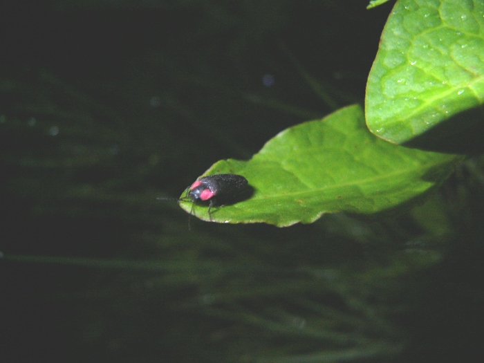 暗い背景に緑の葉の上にとまっている赤い胸と黒い体のホタルの写真