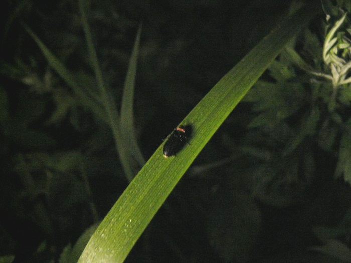 暗闇の中、細長い葉の上に小さなヒメボタルがとまっている写真