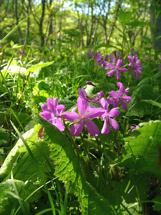 林床の緑豊かな草むらに、鮮やかなマゼンタ色の花びらを持つサクラソウが群生して咲いている写真