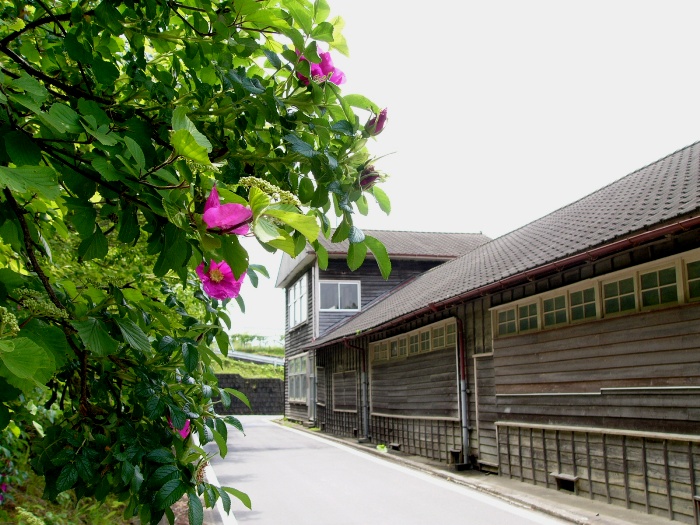 茶色い板張りの建物に沿って、道路脇に咲く鮮やかなピンクのハマナスの花々を前景に入れた写真