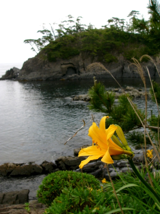 穏やかな海辺の岩場に、鮮やかな黄色いニッコウキスゲの花が一輪咲いている風景を捉えた写真