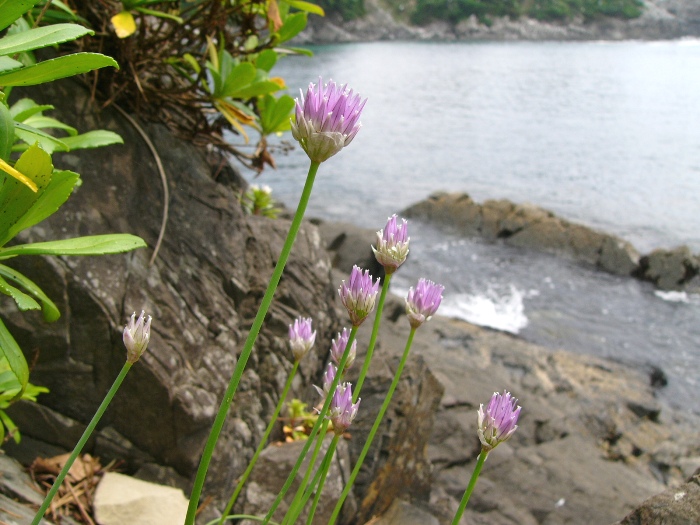 岸辺の岩場に咲く、茎の先に球状の淡い紫色の花をつけたアサツキを捉えた写真