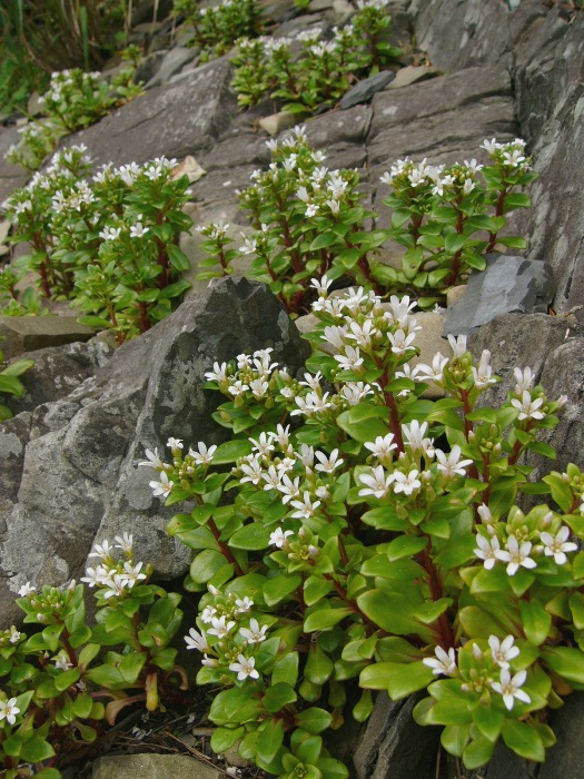傾斜した岩肌から生える、肉厚の葉と茎の先に小さな白い花を密集させて咲かせているハマボッスが写っている写真