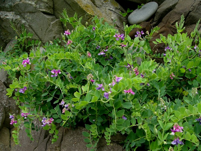 岩場に自生する、紫やピンクの小さな花をつけた葉の茂みが写っている写真
