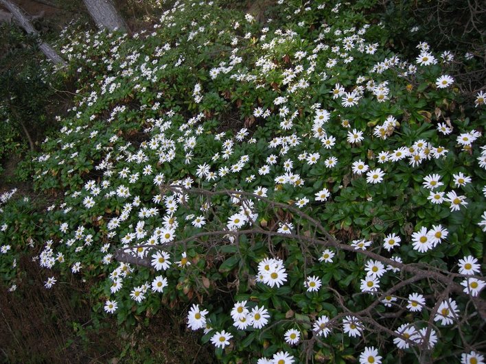 細い道沿いに広がる緑の葉と白い花を密集させて咲かせている、たくさんのハマギクを斜め上から捉えた写真