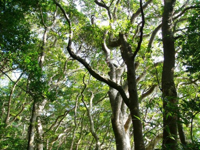森林を構成する背の高い木々の、曲がりくねった枝と葉が上空を覆い、木漏れ日が差し込んでいる様子を捉えた写真