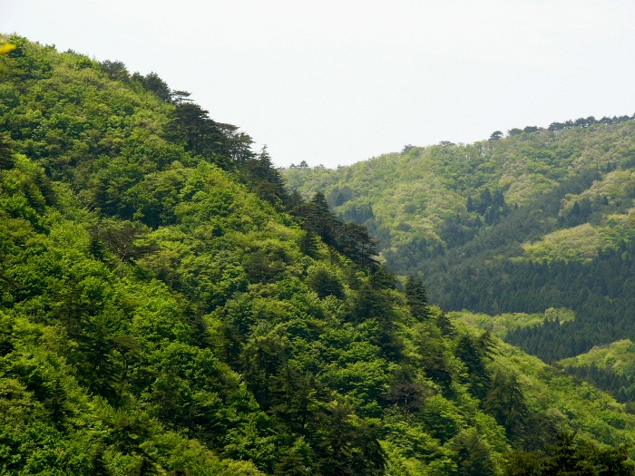 木々が生い茂る緑豊かな山肌が連なり、柔らかな新緑と深い緑が混在している風景を遠くから捉えた写真