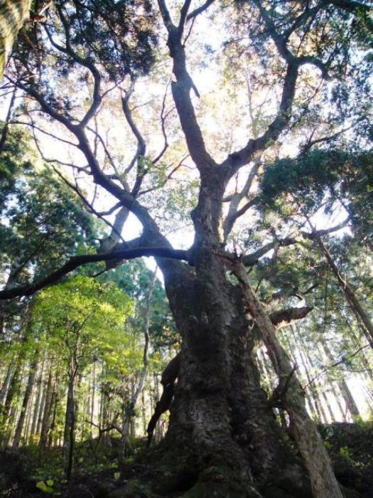 ごつごつとした太い幹から高く枝を広げ、木漏れ日を受けて輝く葉が空に伸び上がる姿を下から見上げた蔵王権現のケヤキの写真