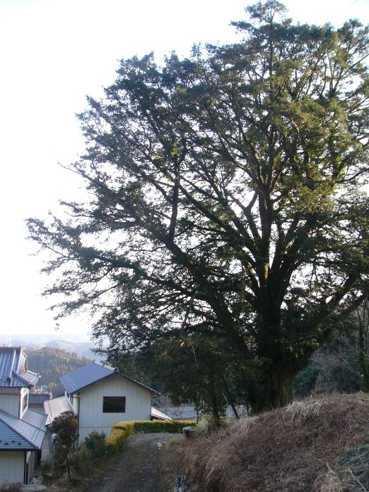 集落の外れにある小道の脇に、こんもりと枝葉を広げた大きな木、大羅のカヤが立っている写真