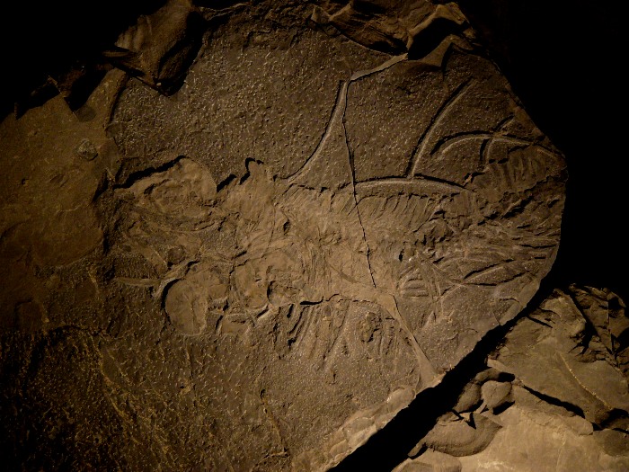 岩の表面に大きな節足動物の姿が化石として刻まれているクダノハマギョリュウの化石の写真