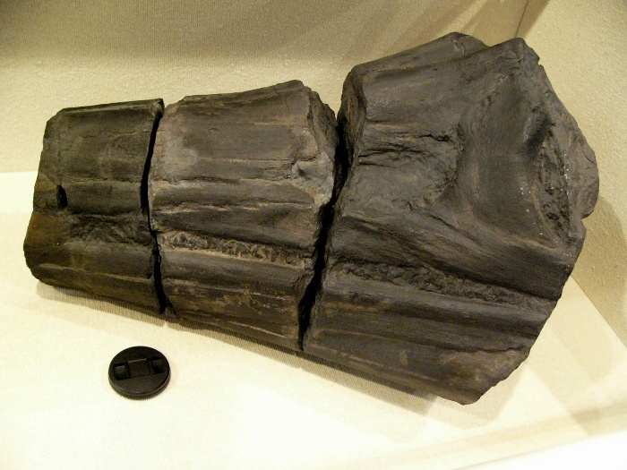 黒く硬い材質で構成された太くて節のある円柱状の化石で、目先からクチバシの根元3分の1ほどの部分が発見されたホソウラギョリュウの化石の写真