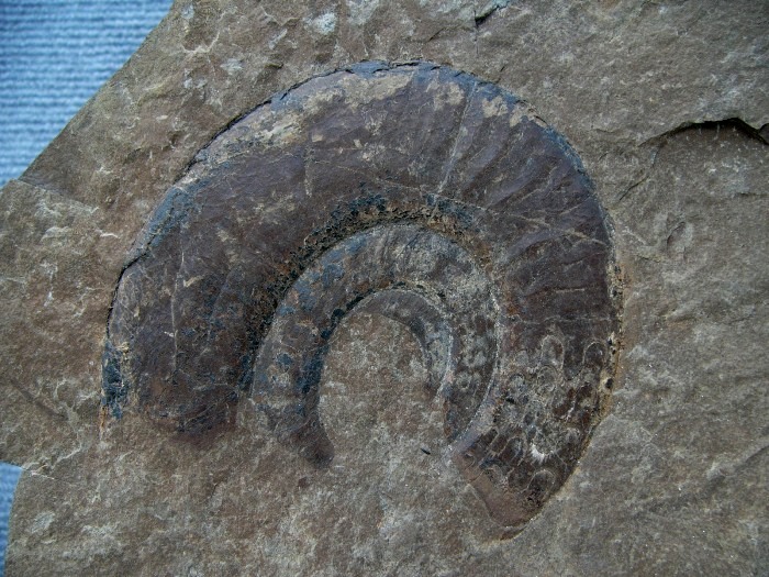 巻き貝のような渦巻き型のアンモナイトが岩に埋まっている化石の写真