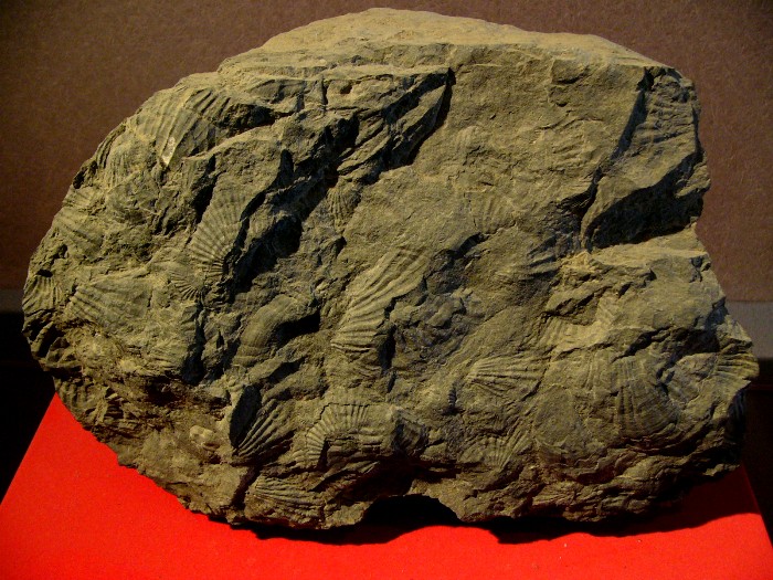 多数の貝の模様が岩全体に刻まれたモノティス化石の写真