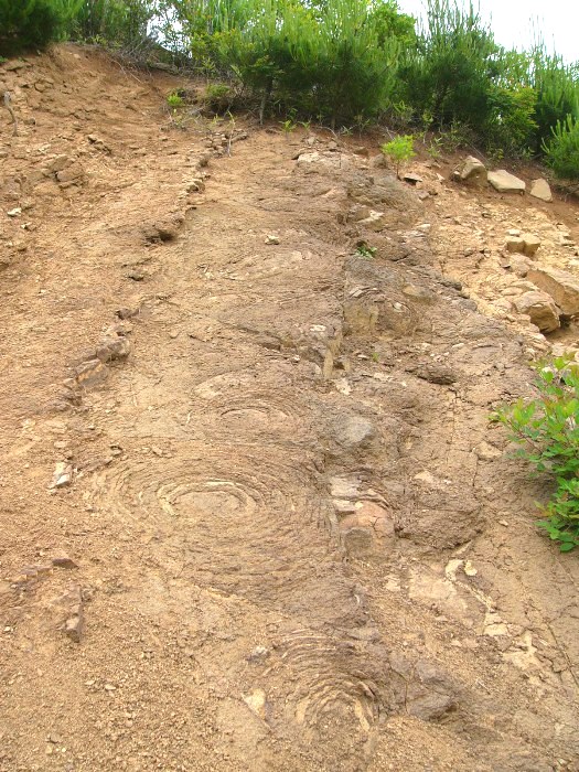 地面の斜面に渦巻き状の模様が多数現れているオニオンストラクチャーの化石の写真