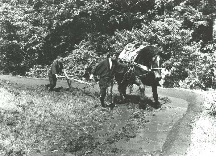 牛を使って農作業を行っている人と後ろで作業を補助している人がおり、馬には農具が取り付けられ田んぼの土を耕す犂のようなものを引いている様子を撮影した白黒写真