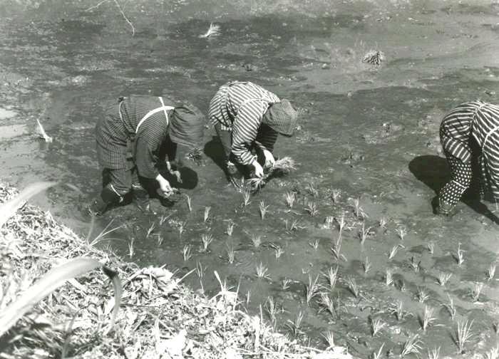 水の張られた田んぼの中で、3人の人物がかがんだ姿勢で手作業による田植えをしている様子の白黒写真