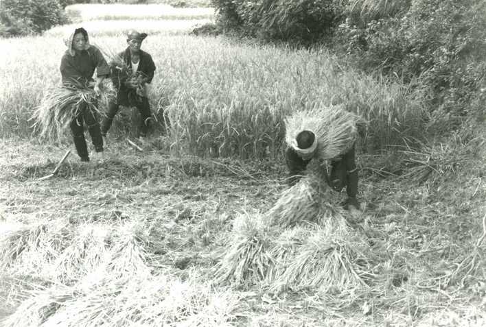 稲が実った田んぼで、1人はかがんで稲を束ねており、2人は刈った稲を持っている収穫風景の白黒写真