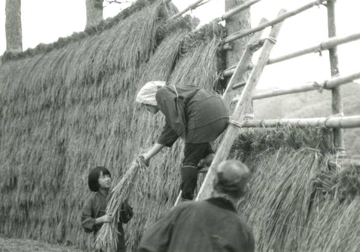 竹で組んだはせに、収穫した稲を干している3人の人物がおり1人ははしごに登って稲を掛け、下の2人が稲束を手渡している収穫風景の白黒写真