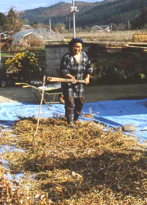 女性が青いシートの上で、木製の農具を使って豆打ち作業をしている様子の写真