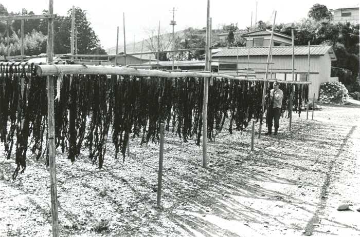 広い屋外の地面に、たくさんの細長いワカメが竹の棒にかけられて吊るされているワカメ干しの様子を撮影した白黒写真