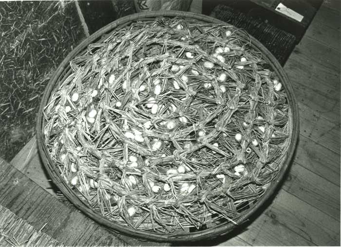 円状に編まれた藁が敷き詰められた丸い竹製の「まぶし」に作繭した状態の白黒写真