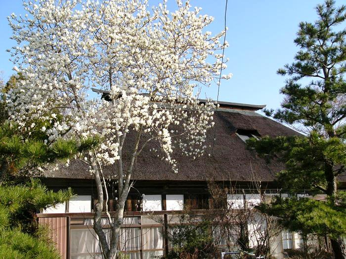 庭に満開の白い花を咲かせたコブシの木が立ち、後ろに茅葺き屋根の古民家が建っている写真