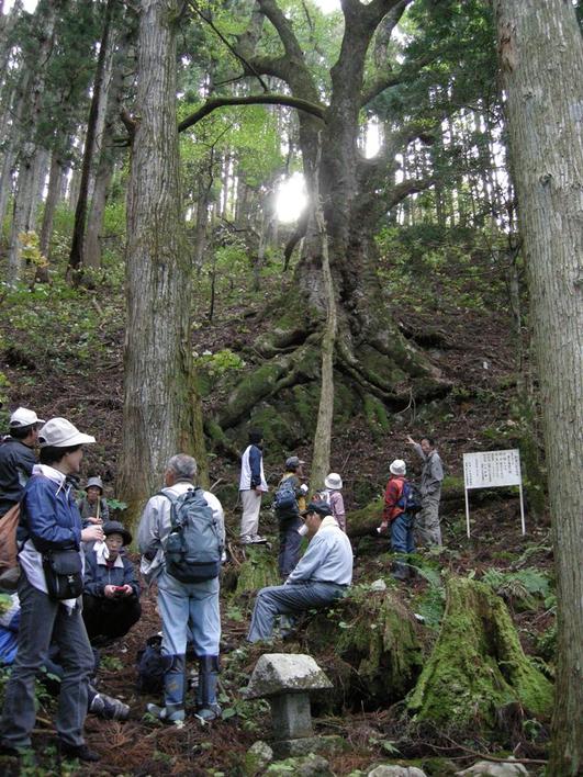 大きく根を広げた古木が斜面にそびえ立ち、その前で帽子やリュックを身に着けた多くの人々が集まり、説明板のある場所で見学や休憩をしている様子を写した写真