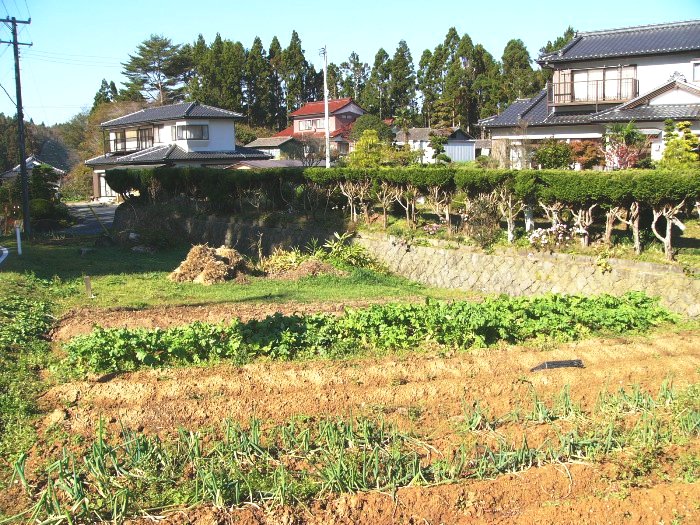 畑に野菜の畝が整然と並び、その奥に石垣と生垣に囲まれた瓦屋根の民家が立ち並ぶ田茂川貝塚の写真
