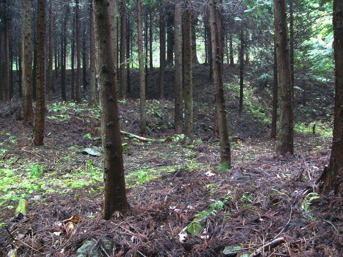 薄暗い杉林の中、地面には落ちた枝葉が積もり、所々に苔や草が生える入谷寺跡の写真