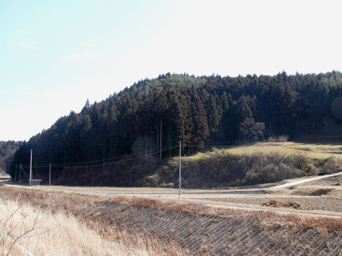 冬枯れの田畑越しに、山を覆う濃緑の杉林と一部明るい草地が広がる古館跡の写真