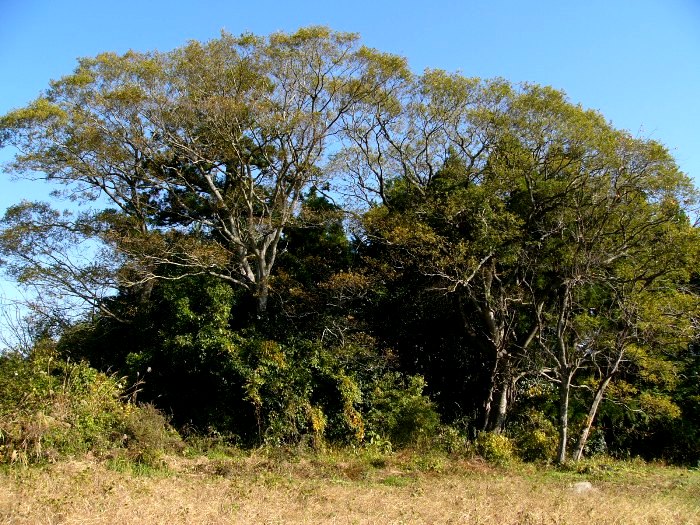 背の高い木々が生い茂る森の風景を、木々が枯れた手前の草むらから見上げた写真
