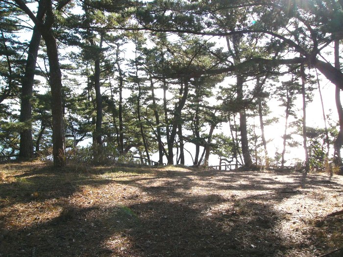 逆光の中で、多数の松の木が立ち並ぶ林の風景を捉え、地面には木々の影が長く伸びている写真