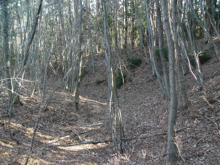 落ち葉が積もった林の中に細い木々がまばらに立ち、斜面に沿って薄暗い小道のような窪みが続いている弓折産金跡の写真