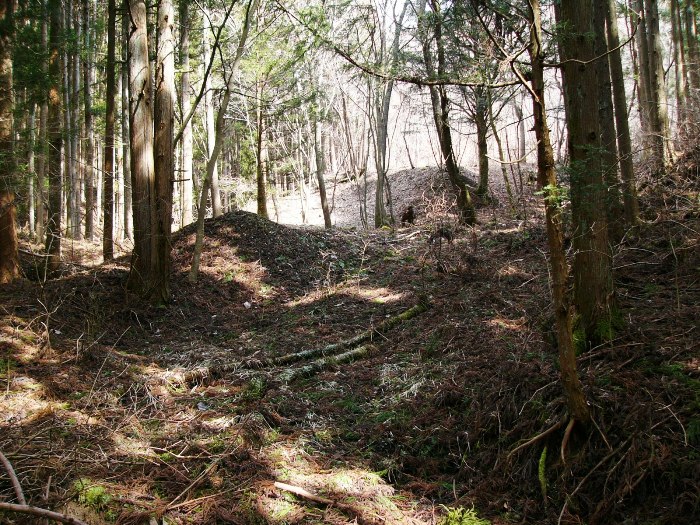 杉などの木が立ち並ぶ林の中に日差しが差し込み、落ち葉や枝が散らばる斜面に道のような窪みが続いているかねやま産金跡の写真