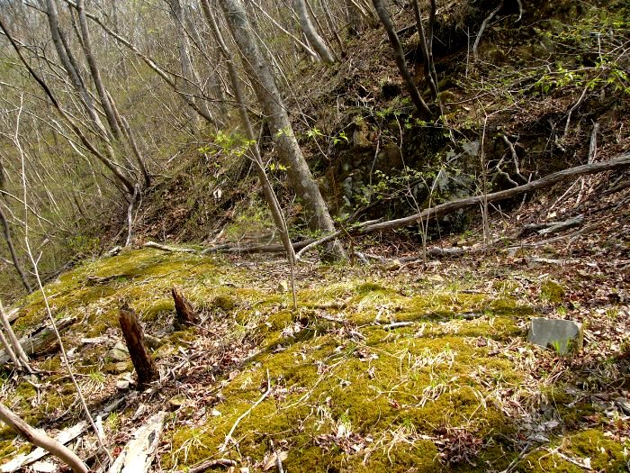 山の斜面に緑色の苔が一面に広がり、倒木や切り株が点在し、細い木々がまばらに生えている尾根の露天掘り跡/十枚岩産金跡の写真