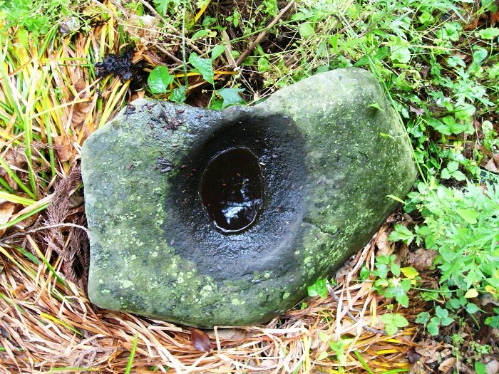 草むらに置かれた石で、中央に大きく深い円形のくぼみがあり、そこに雨水がたまっている擦り臼を写した写真