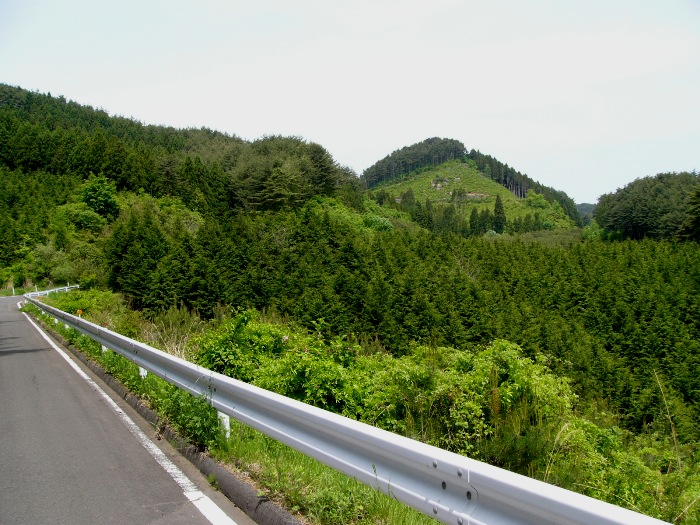 山の稜線まで広がる濃い緑の杉林を背景に、白いガードレールと舗装道路が曲がりながら続く風景の写真