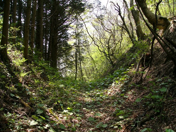 木漏れ日が差し込む山中の細道に新緑の草が茂り、両側に杉林と落葉樹が迫る静かな林道の写真