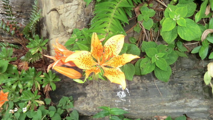 石段の間に咲くオレンジ色のユリの花が、周囲の様々な緑の葉と苔に囲まれている様子を上から捉えた写真