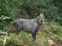 森の中で立ち止まりこちらを見る灰褐色のニホンカモシカの写真