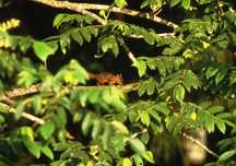 濃い緑の葉に覆われた枝の間から、オレンジ色のニホンリスが顔を覗かせる写真