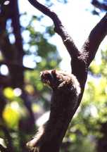 木の枝にしがみつく茶色い毛でおおわれたニッコウムササビの写真