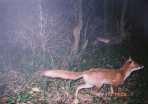 夜間撮影で霧がかかった林の中を歩く赤茶色のキツネの写真