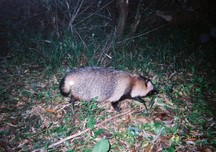 夜間撮影で林床を歩くタヌキを近距離から撮影した写真
