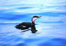 青く輝く水面を泳ぐ水鳥のアビの右側面から撮影した写真