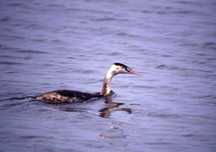水面を泳ぐ長い首のカンムリカイツブリの写真