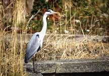 岸辺の枯れ草の中で首を伸ばし立つ灰色のアオサギの写真