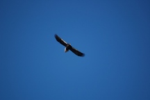 雲ひとつない青空を大きく羽ばたきながら飛ぶオオワシを下から見上げた写真